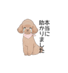 トイプードル ブラウン（使いやすい敬語）（個別スタンプ：10）