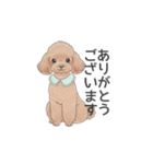 トイプードル ブラウン（使いやすい敬語）（個別スタンプ：11）