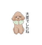 トイプードル ブラウン（使いやすい敬語）（個別スタンプ：12）