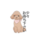 トイプードル ブラウン（使いやすい敬語）（個別スタンプ：13）
