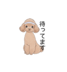 トイプードル ブラウン（使いやすい敬語）（個別スタンプ：14）