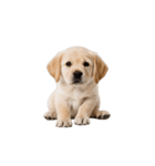 ふわもこ子犬のかわいい時間 – スタンプ（個別スタンプ：8）