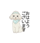 トイプードル ホワイト（使いやすい敬語）（個別スタンプ：1）