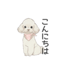 トイプードル ホワイト（使いやすい敬語）（個別スタンプ：2）