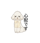 トイプードル ホワイト（使いやすい敬語）（個別スタンプ：8）