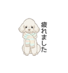 トイプードル ホワイト（使いやすい敬語）（個別スタンプ：11）