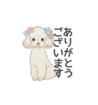 トイプードル ホワイト（使いやすい敬語）（個別スタンプ：12）