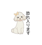 トイプードル ホワイト（使いやすい敬語）（個別スタンプ：13）