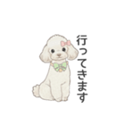 トイプードル ホワイト（使いやすい敬語）（個別スタンプ：17）