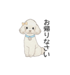 トイプードル ホワイト（使いやすい敬語）（個別スタンプ：20）