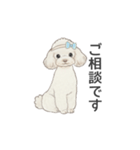 トイプードル ホワイト（使いやすい敬語）（個別スタンプ：22）