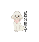 トイプードル ホワイト（使いやすい敬語）（個別スタンプ：23）