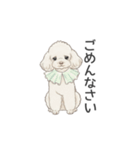 トイプードル ホワイト（使いやすい敬語）（個別スタンプ：30）