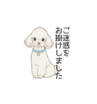 トイプードル ホワイト（使いやすい敬語）（個別スタンプ：31）