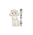 トイプードル ホワイト（使いやすい敬語）（個別スタンプ：33）