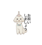 トイプードル ホワイト（使いやすい敬語）（個別スタンプ：36）