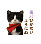 飛び出す！秋のネコたちにゃんだふる♡（個別スタンプ：19）