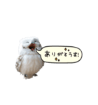 動く！フワフクロウちゃん（個別スタンプ：3）