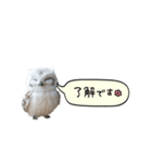 動く！フワフクロウちゃん（個別スタンプ：4）