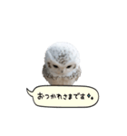 動く！フワフクロウちゃん（個別スタンプ：7）