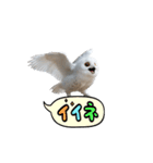 動く！フワフクロウちゃん（個別スタンプ：12）