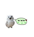 動く！フワフクロウちゃん（個別スタンプ：13）