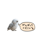 動く！フワフクロウちゃん（個別スタンプ：14）