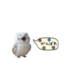 動く！フワフクロウちゃん（個別スタンプ：15）