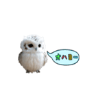 動く！フワフクロウちゃん（個別スタンプ：17）
