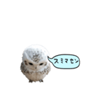動く！フワフクロウちゃん（個別スタンプ：20）