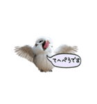 動く！フワフクロウちゃん（個別スタンプ：21）