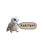 動く！フワフクロウちゃん（個別スタンプ：22）