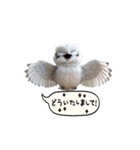 動く！フワフクロウちゃん（個別スタンプ：23）