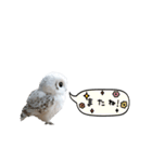 動く！フワフクロウちゃん（個別スタンプ：24）