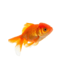 金魚 実写（個別スタンプ：1）