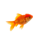 金魚 実写（個別スタンプ：4）