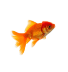 金魚 実写（個別スタンプ：7）
