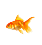 金魚 実写（個別スタンプ：8）