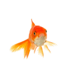 金魚 実写（個別スタンプ：9）