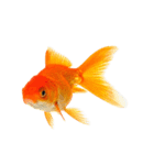 金魚 実写（個別スタンプ：11）