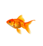 金魚 実写（個別スタンプ：12）