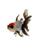 金魚 実写（個別スタンプ：13）