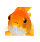 金魚 実写（個別スタンプ：15）