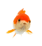 金魚 実写（個別スタンプ：18）