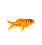 金魚 実写（個別スタンプ：21）