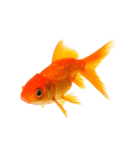 金魚 実写（個別スタンプ：25）