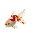 金魚 実写（個別スタンプ：30）