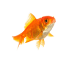 金魚 実写（個別スタンプ：31）