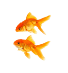 金魚 実写（個別スタンプ：32）
