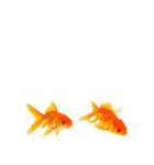 金魚 実写（個別スタンプ：33）